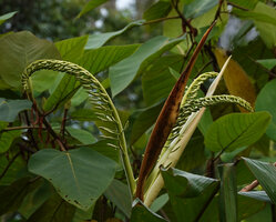 Alpinia regia, young branched inflorescence emerging from the long peduncular bracts, Sepa 500 m asl, Seram, Moluccas