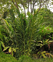 Alpinia sp., a clump of tall flowering pseudo stems, probably the original plain green leaved form of Alpinia vittata, surrounded by Alpinia purpurata, Tenaru, Guadalcanal, Solomon Islands