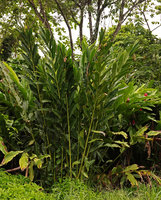 Alpinia sp., a tall erect species, probably the original plain green leaved form of Alpinia vittata, and A. purpurata at secondary forest edge, Tenaru, Guadalcanal, Solomon Islands