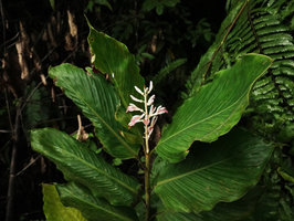 Alpinia rubricaulis flowering at cloud forest edge, Wara Barat, Palopo, South Sulawesi