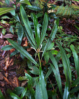 Alpinia arfakensis in forest understory, Anggi Lakes, 2000 m asl, Arfak Mts, West Papua