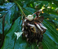 Alpinia sp. nov., flower buds, flower at anthesis and white mature fruit, Halisi, Vangunu, Solomon Islands