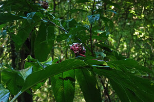 Alpinia sp. nov., probably close to A. oceanica, flowering stem, Halisi, Vangunu, Solomon Islands
