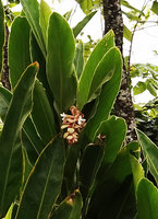 Alpinia sp., pendant inflorescence with wide beige coloured bracts, probably the original plain green leaved form of Alpinia vittata, Tenaru, Guadalcanal, Solomon Islands