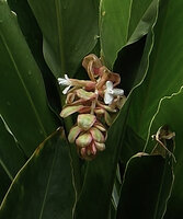 Alpinia sp., pendant inflorescence with wide flat beige, pink edged coloured bracts, probably the original plain green leaved form of Alpinia vittata, close to A. oceanica, Tenaru, Guadalcanal, Solomon Islands
