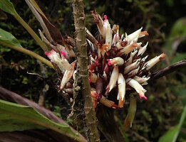 Alpinia sp. sect. Dieramalpinia, inflorescence with acute dry brown bracts and flowers with white calyx and pink label lobes, Tari, 2000 m asl, Hela, Papua New Guinea