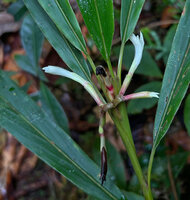Alpinia arfakensis, successively bifurcating inflorescence axes, hairy calyx, Anggi Lakes, 2000 m asl, Arfak Mts, West Papua