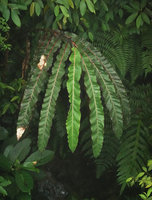 Alpinia monopleura, young pseudostem with its corrugated leaves, emerging from cloud forest understory, Wara Barat, Palopo, South Sulawesi