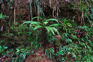 Alsophila hookeri and Alsophila sinuata on a vertical earth bank, surrouded by many smaller Lindsaea venusta, Kanneliya FR, Sri Lanka