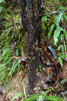 Alsophila hookeri, numerous hirsute roots along the stipe, Kanneliya FR, Sri Lanka