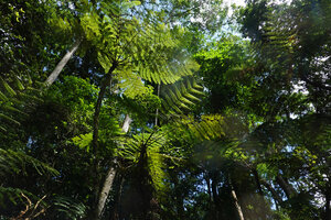 Alsophila manniana in an old forest gap, Amani, East Usambara, Tanzania