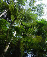 Alsophila manniana, narrow stipe and crown of fronds, Amani, East Usambara, Tanzania