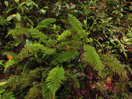 Alsophila perpelvigera, a dwarf tree fern in forest understory, Tari, 2200 m asl, Hela, Papua New Guinea