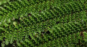Alsophila perpelvigera, frond with erect pinnules, Tari, 2200 m asl, Hela, Papua New Guinea