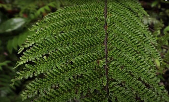 Alsophila perpelvigera, part of the frond, Tari, 2200 m asl, Hela, Papua New Guinea