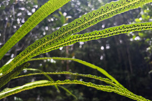 Alsophila sinuata, abaxial frond surface with sori along the veins, Kanneliya FR, Sri Lanka