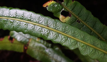Alsophila sinuata, adaxial frond surface, each dot on the vein indicates a mature sorus on the abaxial surface, Kanneliya FR, Sri Lanka