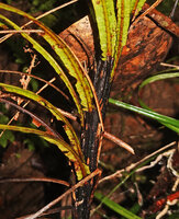 Alsophila sinuata, base of the fronds with shiny black petiole, Kanneliya FR, Sri Lanka