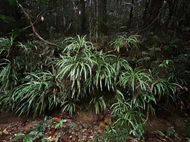 Alsophila sinuata, dense population on earth bank, Kanneliya FR, Sri Lanka