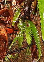 Alsophila sinuata, incised margin of fronds in young individuals, Kanneliya FR, Sri Lanka