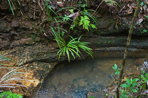 Alsophila sinuata in the cracks of rocks in a forest stream, Kanneliya FR, Sri Lanka