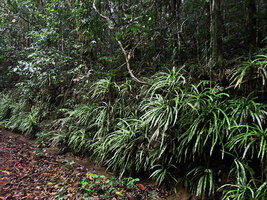 Alsophila sinuata, population along a vertical earth bank, Kanneliya FR, Sri Lanka