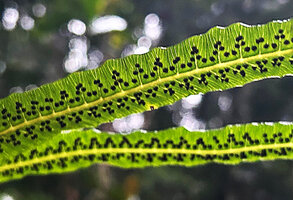 Alsophila sinuata, sori on the translucent veins, Kanneliya FR, Sri Lanka