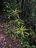 Alsophila sinuata, tiers of rosetted fronds from clustered stems, Kanneliya FR, Sri Lanka