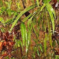 Alsophila sinuata, undulate and incised fronds in young individuals, Kanneliya FR, Sri Lanka