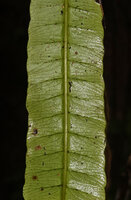 Alsophila sinuata, venation on the abaxial frond surface, Kanneliya FR, Sri Lanka
