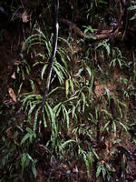 Alsophila sinuata, young individuals mixed with other ferns on vertical earth bank, Kanneliya FR, Sri Lanka