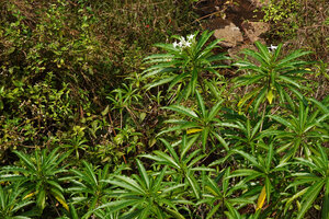 Alstonia venenata, a small rheophytic tree just above its stream bed during the dry season, Chinnar WS, Kerala, India