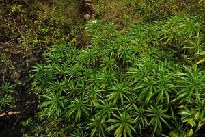 Alstonia venenata, a small rheophytic tree just above its stream bed during the dry season, family, habitat and architecture similar to the Mediterranean Nerium oleander, Chinnar WS, Kerala, India