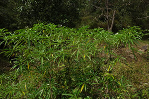 Alstonia venenata, a small rheophytic tree with equal sympodial branching, quite similar to the Mediterranean Nerium oleander, Chinnar WS, Kerala, India