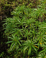 Alstonia venenata, part of the sympodial equally branching crown, Chinnar WS, Kerala, India
