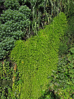 SPG Amandolier, Genève, Sedum pachyclados and Delosperma nubigenum  in October 2013