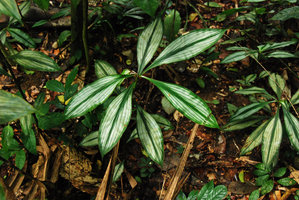 Amischotolype gracilis, Tioman, Malaysia