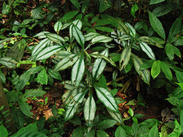 Amischotolype gracilis with silver striped leaves, Tioman, Malaysia