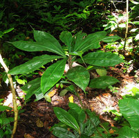 Amischotolype glabrata, a form with long acumens, Xishuangbanna, China