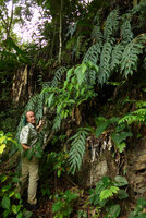 Patrick Blanc among huge Drynaria fronds growing on vertical shaded limestone cliff, with long pendant glaucous fronds, maybe a form of Drynaria quercifolia, Payakumbuh, West Sumatra, Dec. 2016