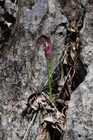Amorphophallus palawanensis flowering in a karst crack, Sabang, Palawan, Philippines