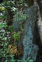 Amorphophallus palawanensis in habitat, the leaves emerging from a karst crack, Sabang, Palawan, Philippines.