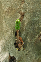 Amorphophallus sp., fruiting individual in limestone hole, Thailand
