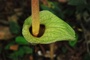 Amorphophallus sp, spatha and hairy spadix, Hinboun, Laos