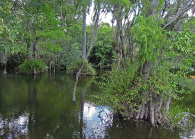 Ampelaster carolinianus climbing around the trunk bases of Taxodium distichum and Annona glabra in a freshwater swamp, Marathon Key, Florida