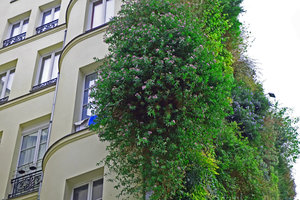 Ampelaster carolinianus flowering in winter, Oasis d&#039;Aboukir, Paris, January 2015