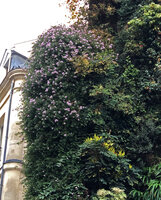 Ampelaster carolinianus in full bloom on 25th November 2020 on the Oasis d&#039;Aboukir Vertical Garden, Paris