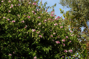 Ampelaster carolinianus still in full bloom one week after facing minus 5 degrees Celcius at the top of the patio, Patrick Blanc Home, 3 rd Feb 2017
