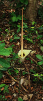 Amorphophallus sp., inflorescence, Hinboun, Laos