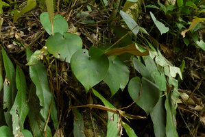 Amydrium humile on vertical limestone habitat, Payakumbuh, West Sumatra